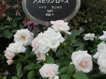 �A�X�s�������[�Y