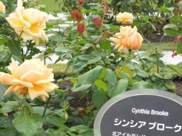 �V���V�A�u���[�N