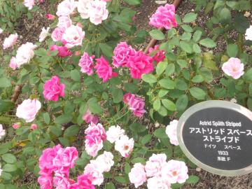 �A�X�g���b�h