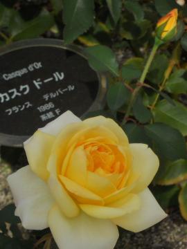 �J�X�N�h�[��