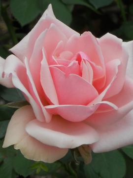 �I�[�h���[