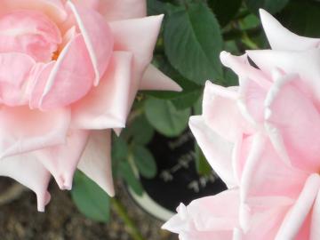 �w�b�v�o�[��