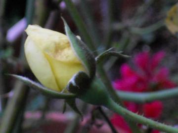 �J�X�N�h�[���̂ڂ�