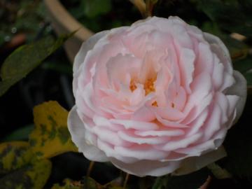 �w���e�[�W