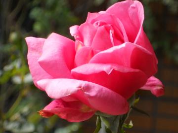 �}���A�J���X