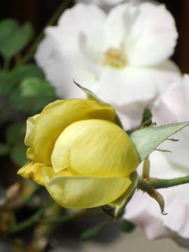 �J�X�N�h�[��