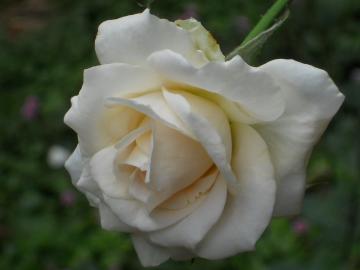 ���n���V���g���E�X