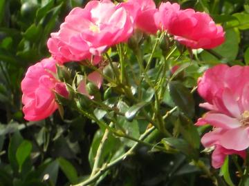 �A���W�F��