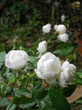 �V���l�[�v�����Z�X