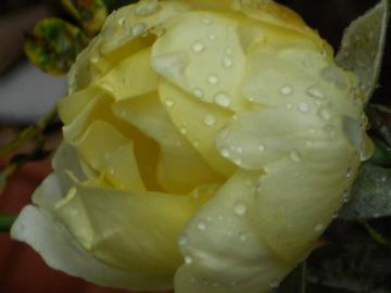 �J�X�N�h�[��