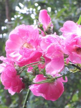 �A���W�F��