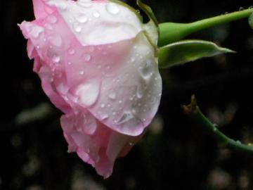 �X�g���x���[�A�C�X