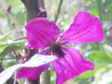 �N���}�`�X