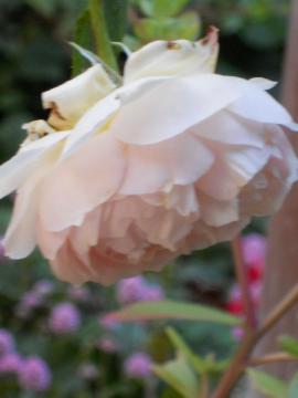 �w���e�[�W