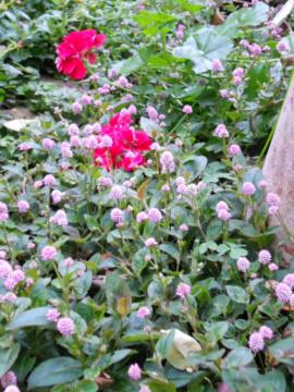 �A�C�r�[�[���j�E��