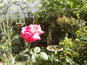 �}���A�J���X