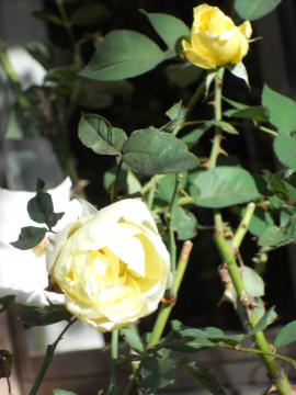 �J�X�N�h�[��