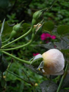 �w���e�[�W