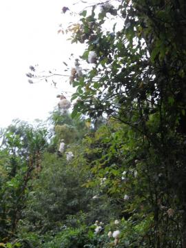 �X�e���O���C