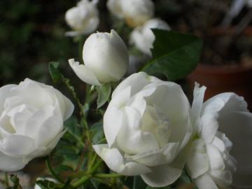 �V���l�[�v�����Z�X