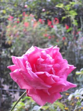 �}���A�J���X