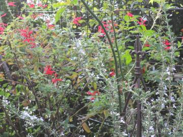 �`�F���[�Z�[�W�A�p�C�i�b�v���Z�[�W�A���[�Y�}���[