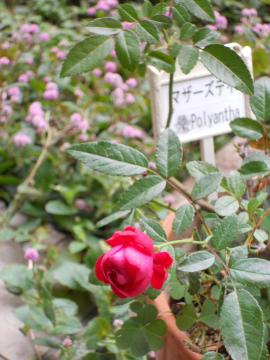 �}�U�[�Y�f�B