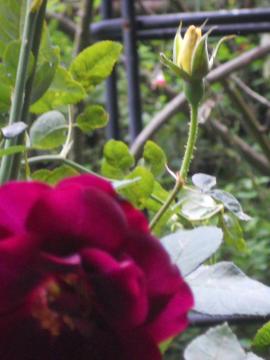 ���C14���ƃJ�X�N�h�[���̂ڂ�