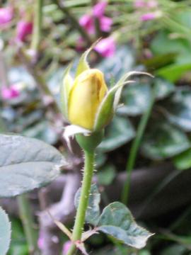 �J�X�N�h�[��