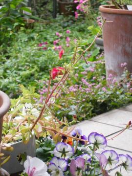 �r�I���̋G��