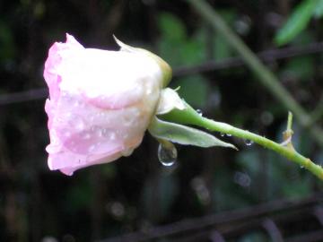 �X�g���x���[�A�C�X