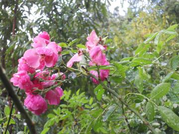 �A���W�F��