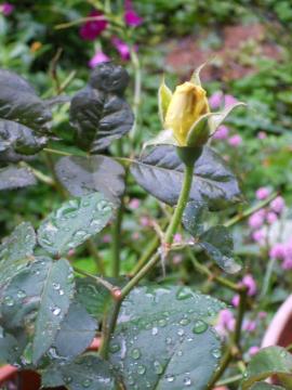 �J�X�N�h�[��