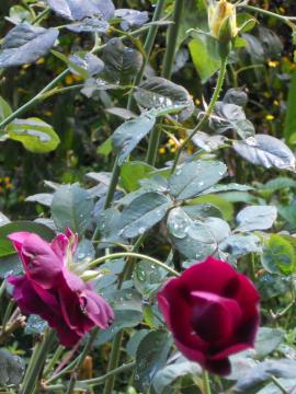 ���C14���ƃJ�X�N�h�[��