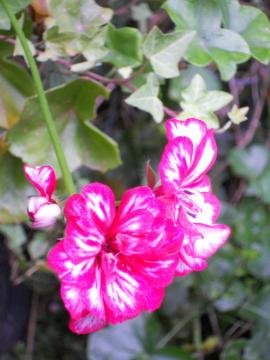 �[���j�E��