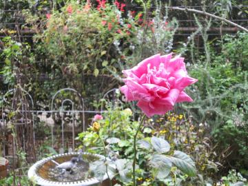 �}���A�J���X