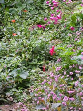 �����̃}�C�K�[�f���A�q���c���\�o