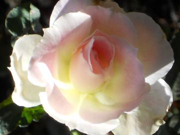 �����̒��̃}�`���_