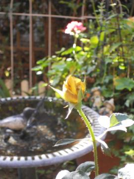 �J�X�N�h�[���̂ڂ�