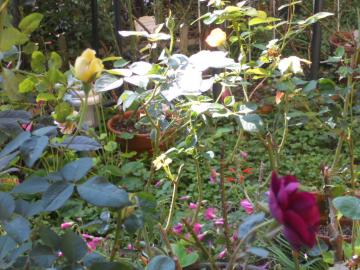 �����̃}�C�K�[�f��