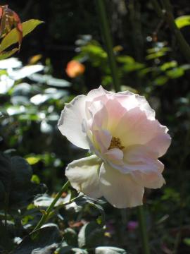 �}�`���_�S�J