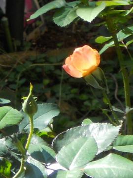 �t���[�g�̂ڂ�