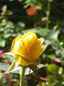 �J�X�N�h�[��