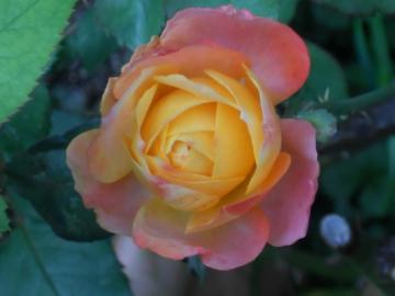 �t�����C�e