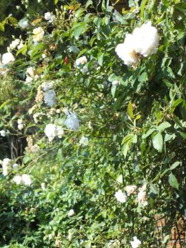 �A���X�^�[�X�e���O���C