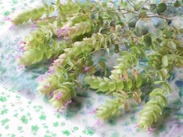 �I���K�m�̉�