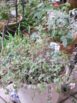 �I���K�m�P���g�t�H�[���A