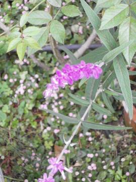 ���x���_�[�h���[���ƃG�������h�Z�[�W