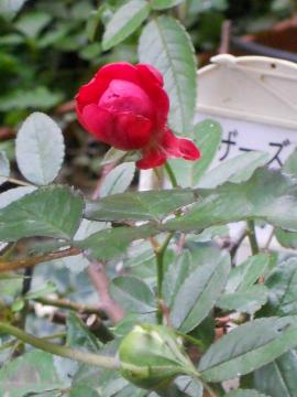 �}�U�[�Y�f�B