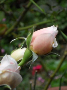 �w���e�[�W�̂ڂ�